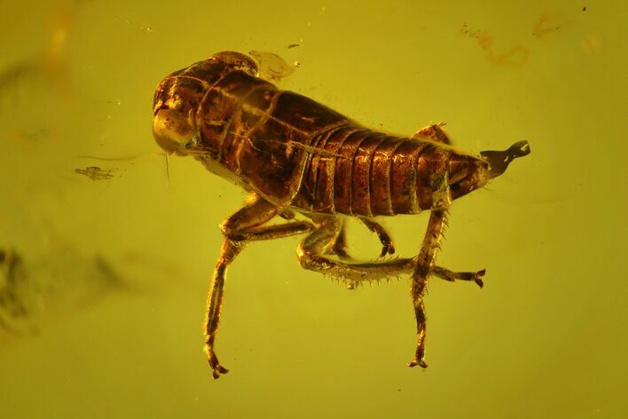 mm Fossil Cicada (Auchenorrhyncha) Nymph In Baltic Amber #123393